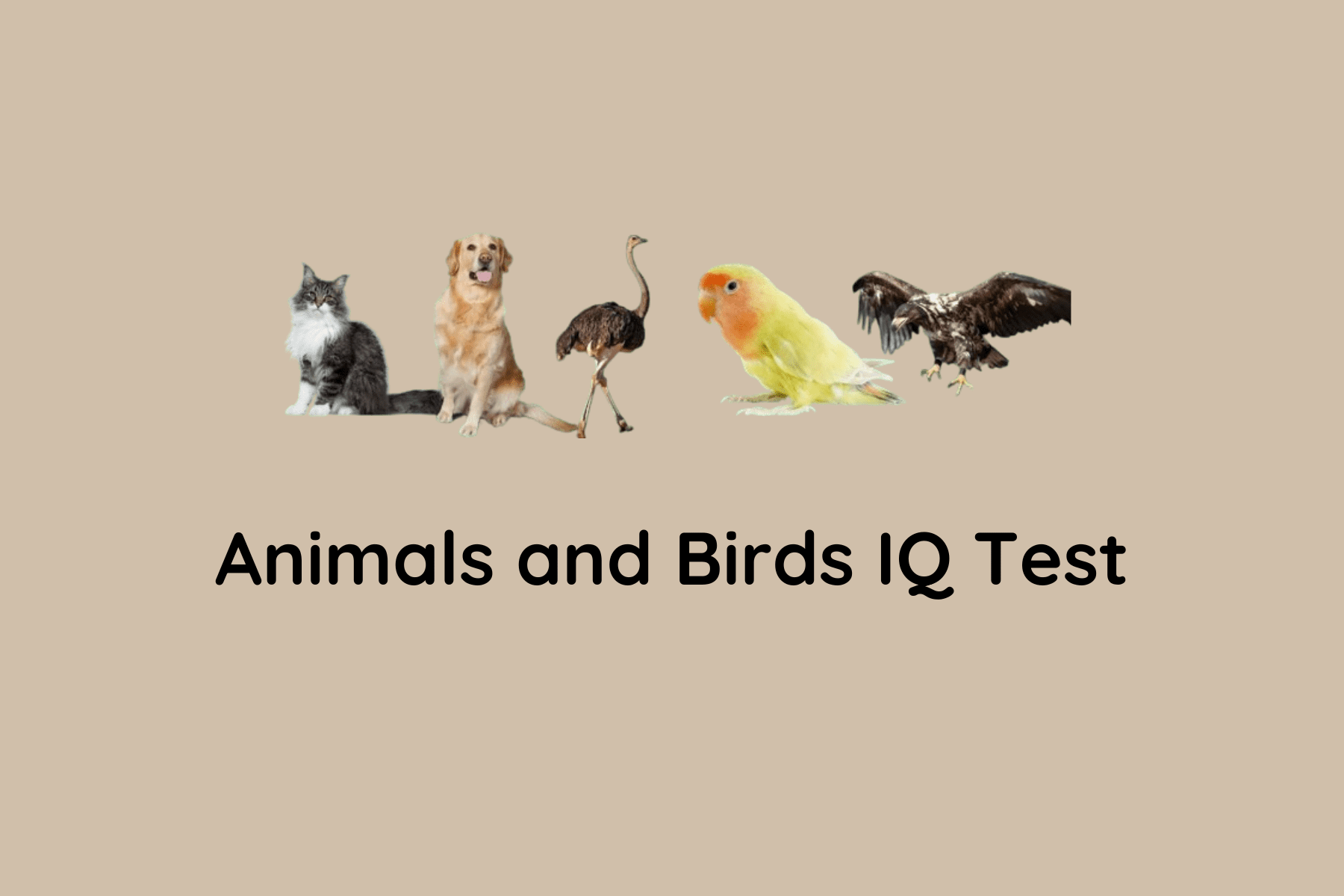 quiz
