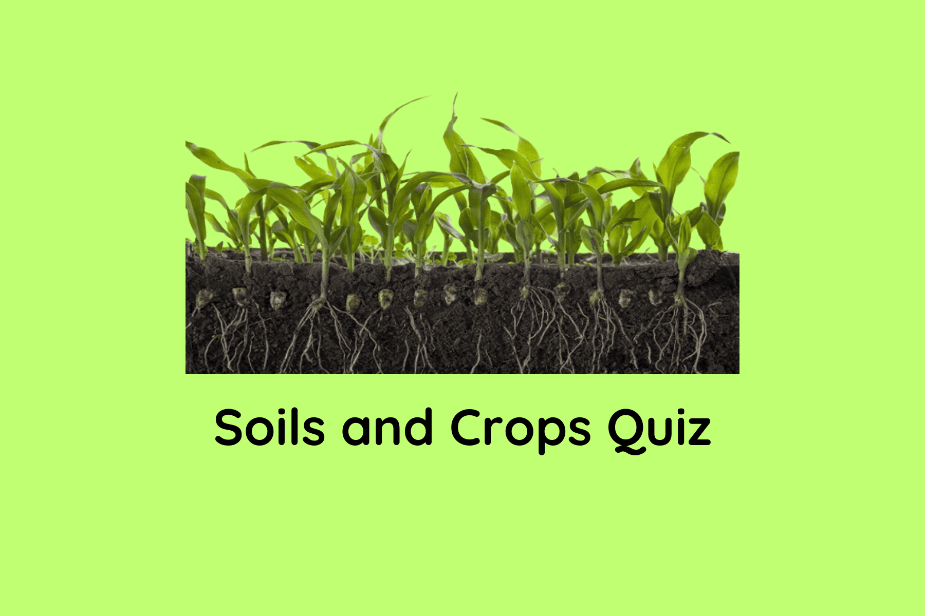 quiz