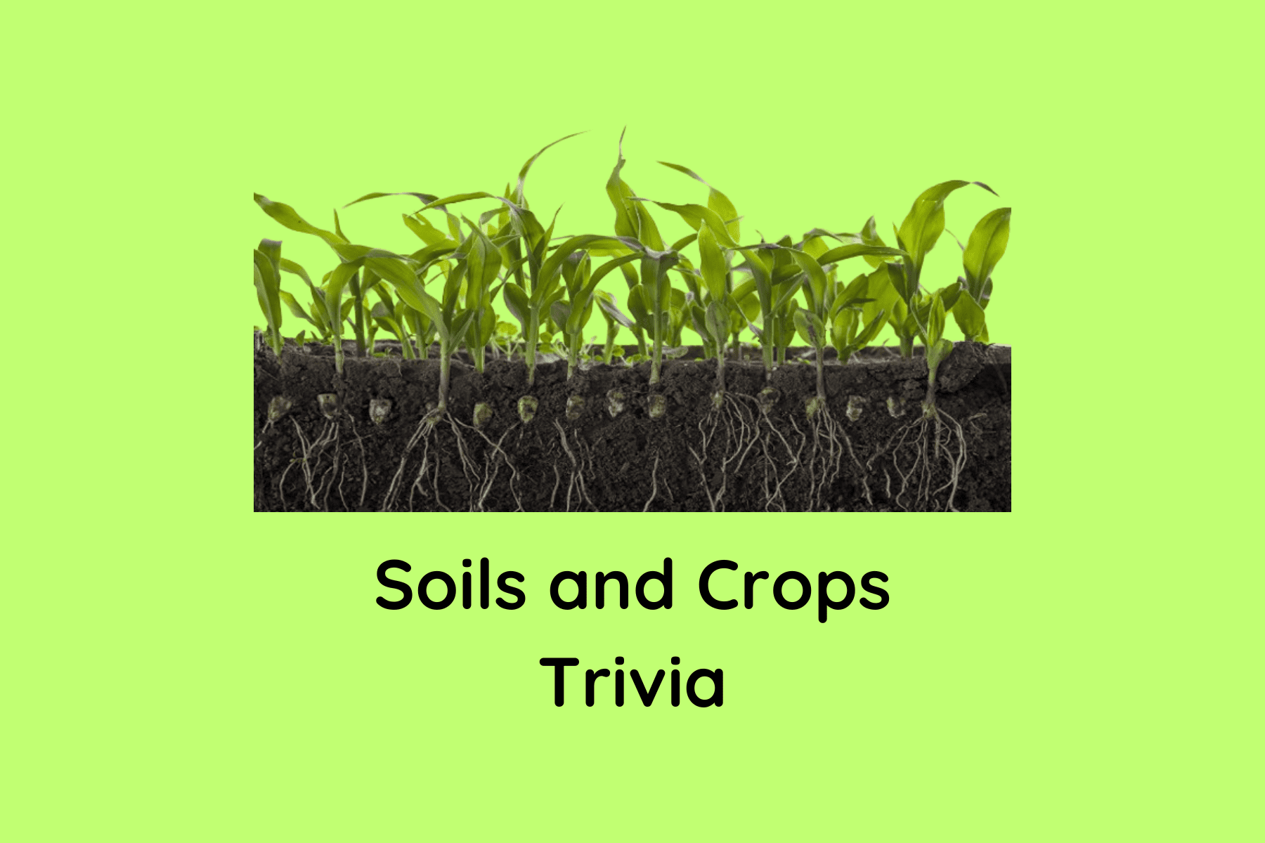 quiz
