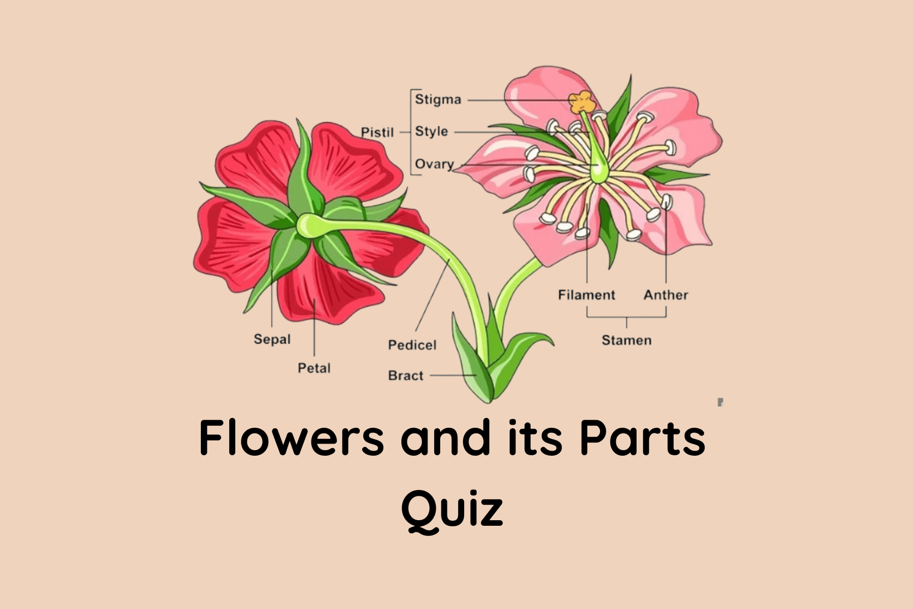 quiz
