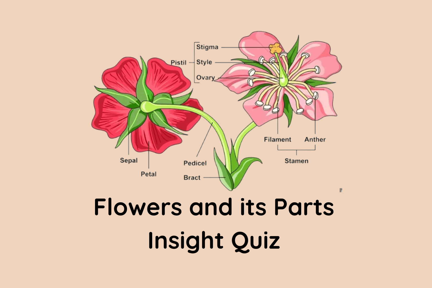 quiz
