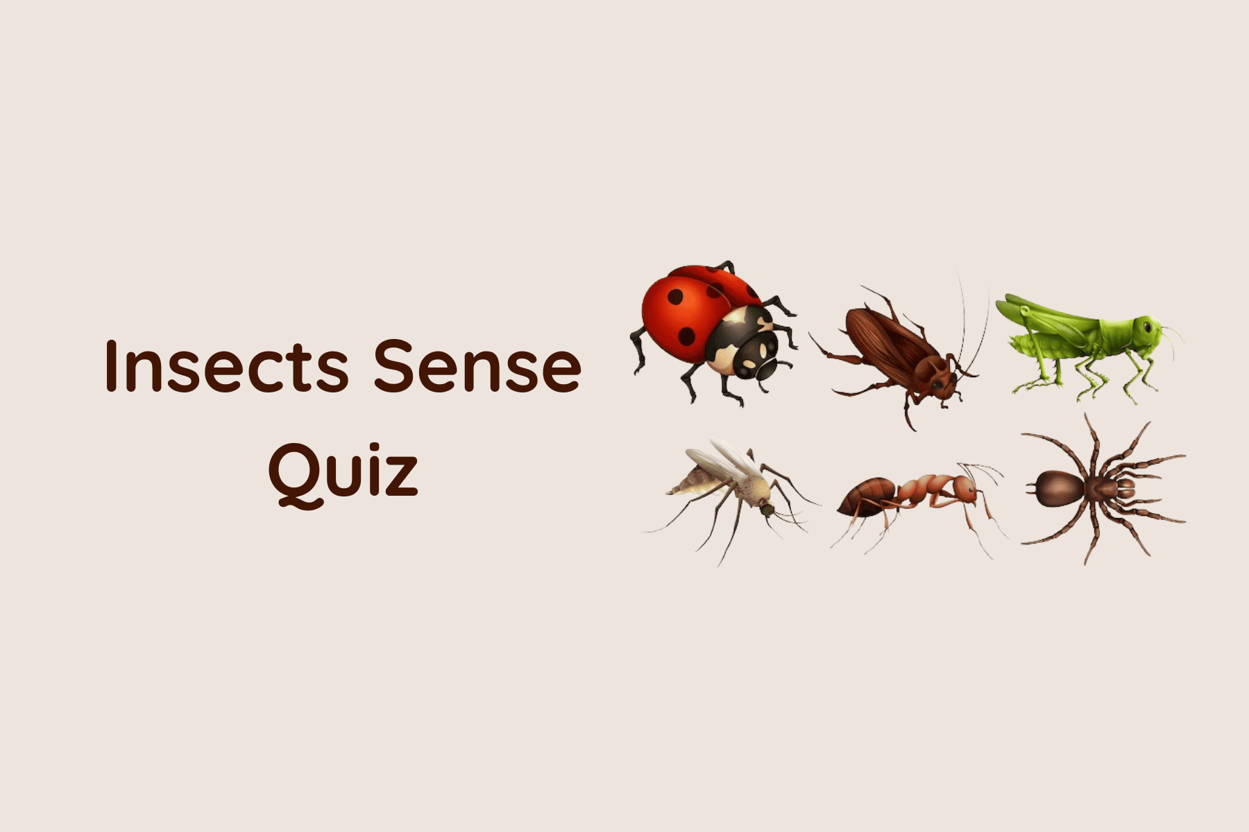 quiz
