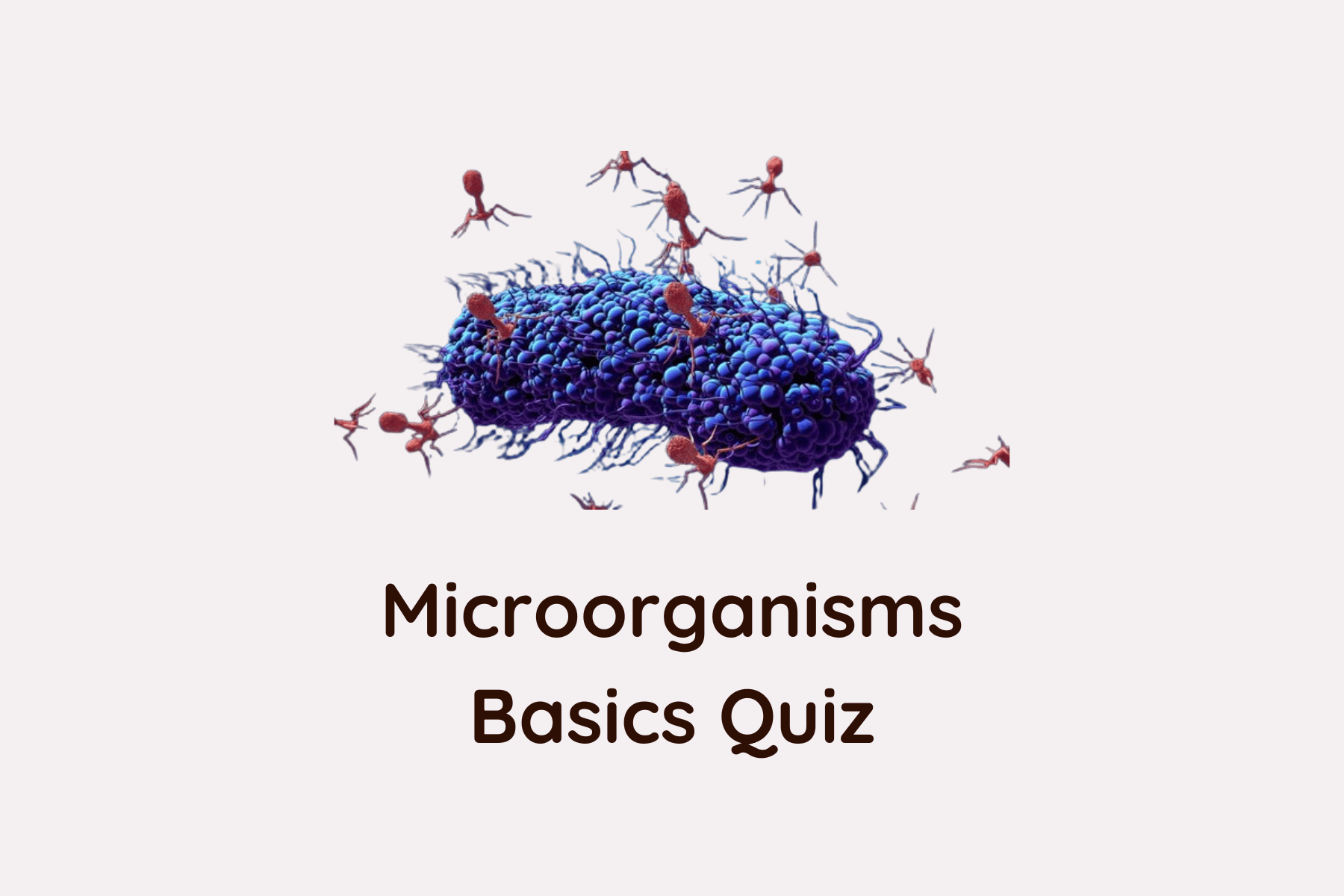 quiz