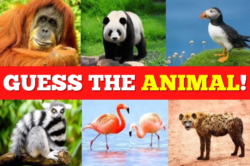 quiz