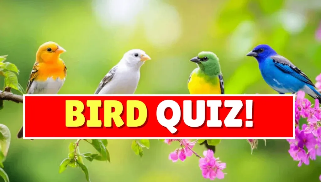 quiz