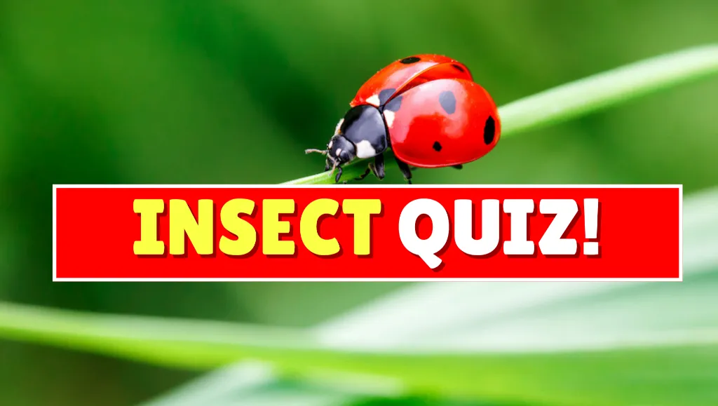quiz