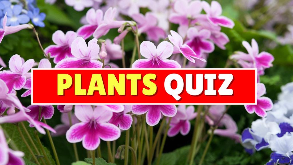 quiz