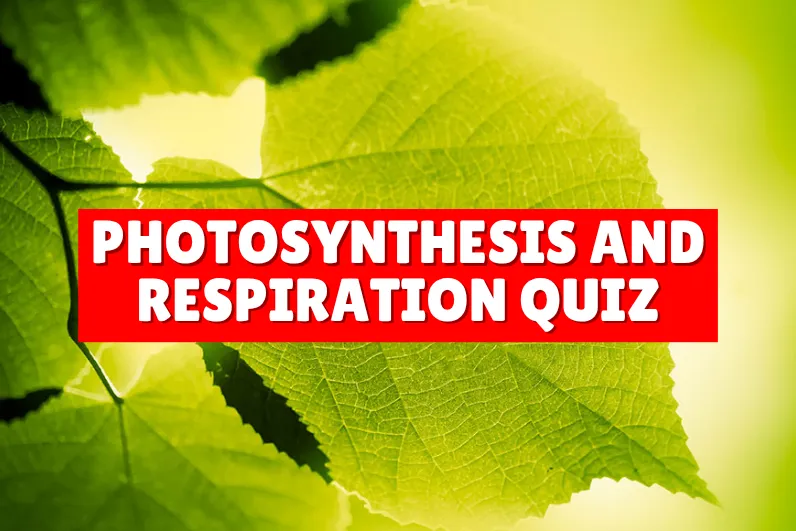 quiz