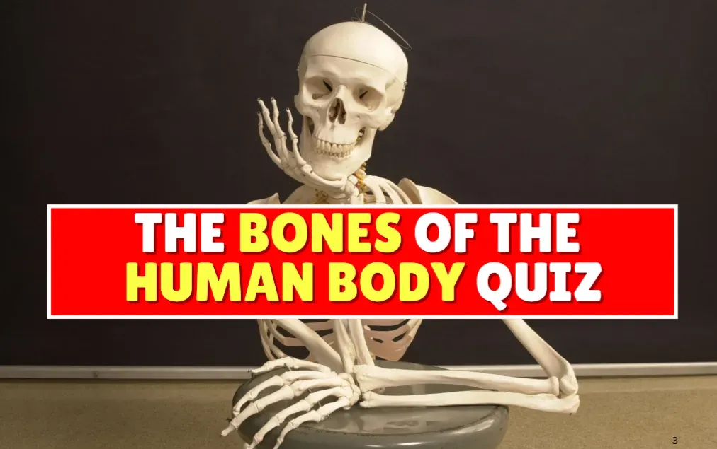 quiz