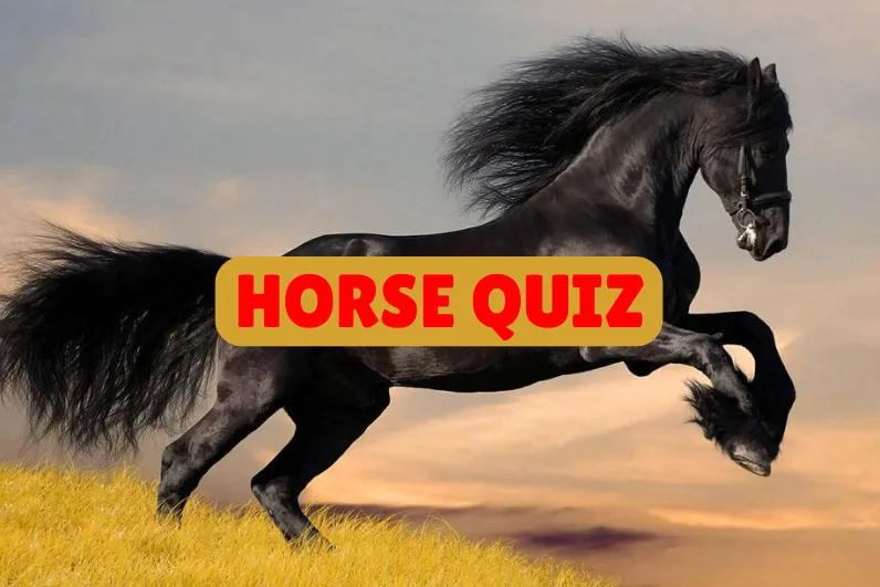 Horse Quiz