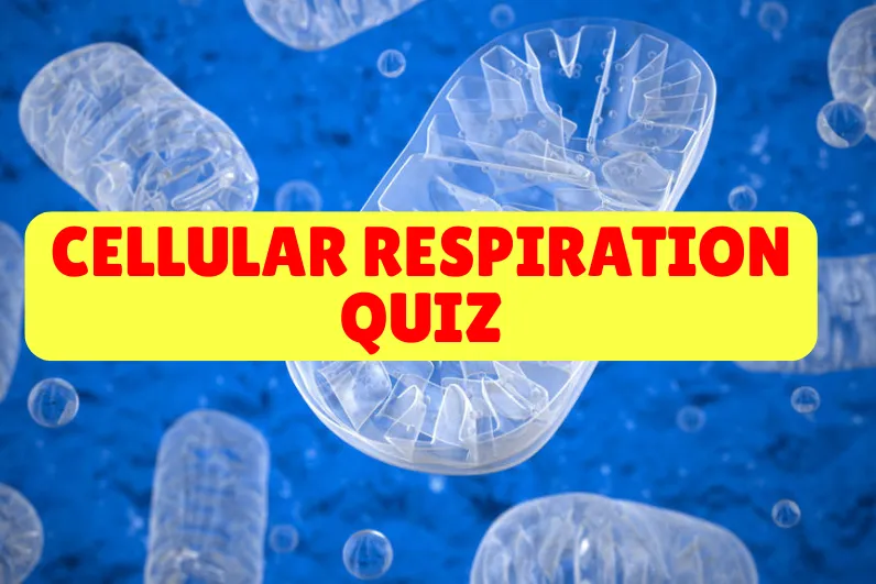Cellular Respiration Quiz