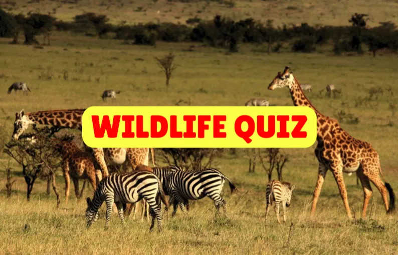 Wildlife Quiz