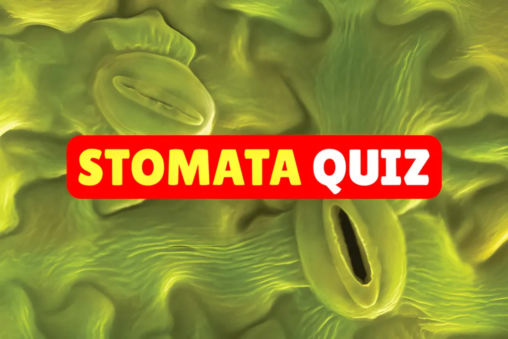 Stomata Quiz