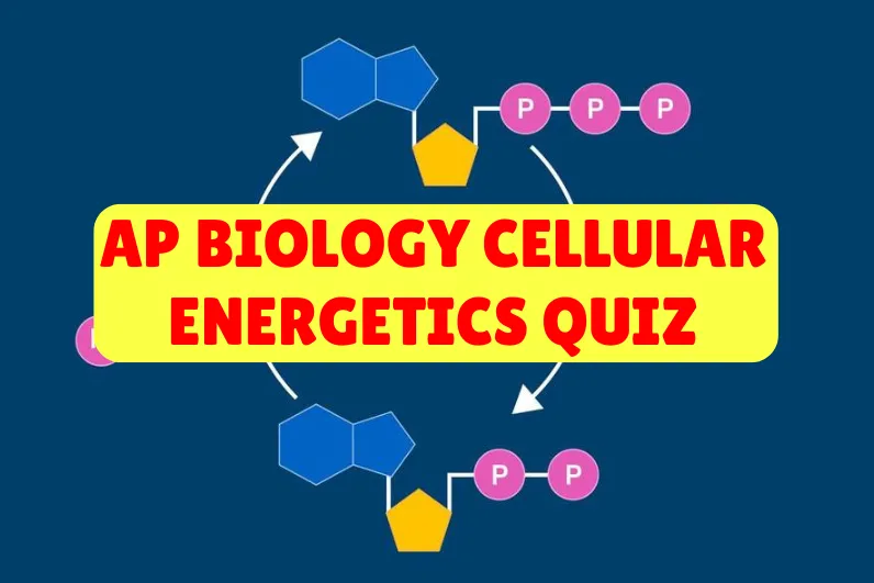 AP Biology Cellular Energetics Quiz