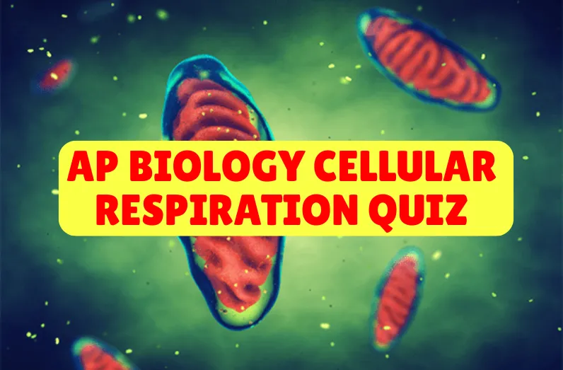 AP Biology Cellular Respiration Quiz